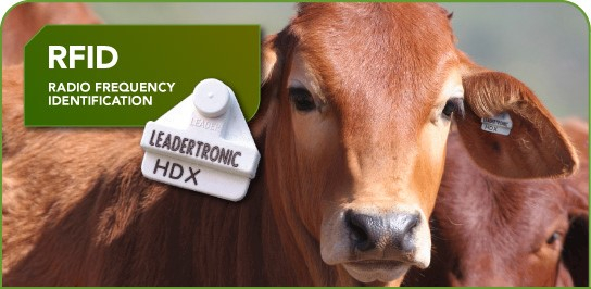 Метка для животных. RFID для КРС. Радиочастотная идентификация коров. Чипирование КРС. RFID-система идентификации животных.